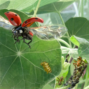 Marienkafer_Migrosmagazin_Tiere_Natur_Aquarell_bunterhund_Illustration