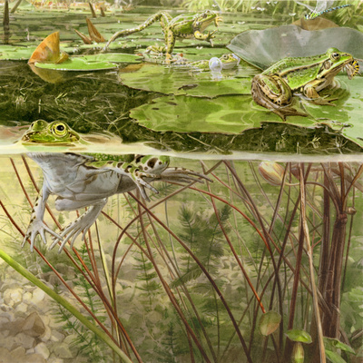 Kleiner_Wasserfrosch_Migrosmagazin_bunterhund_Illustration