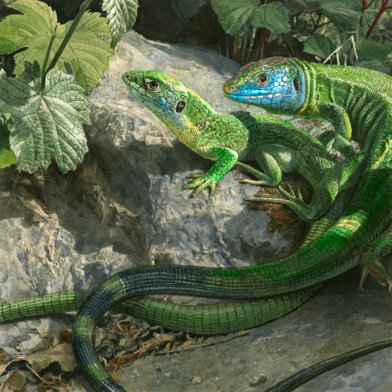 Smaragdeidechse_Migrosmagazin_bunterhund_Illustration_2