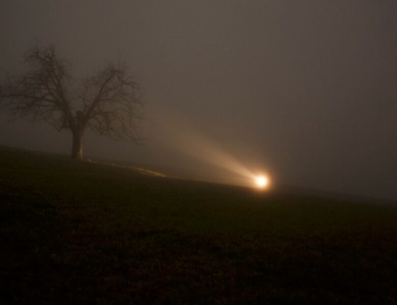 Die dunkle Nacht ist voller Leben